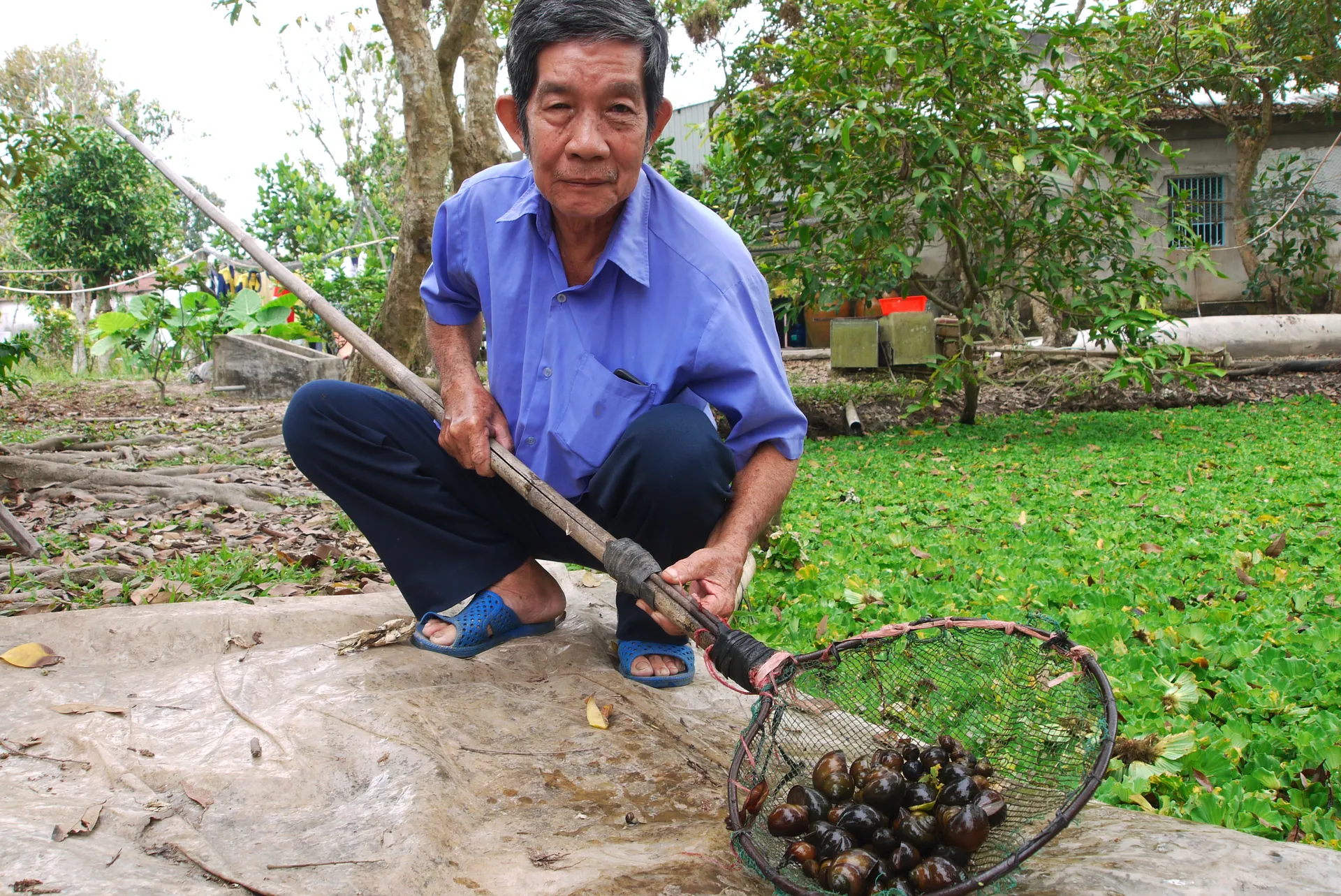 Nông dân Lê Hoàng Thanh khoe những con ốc ông nuôi trong trang trại ở TP Cần Thơ. Ảnh: Sen Nguyễn