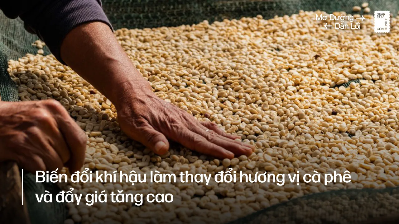 Cà phê bền vững