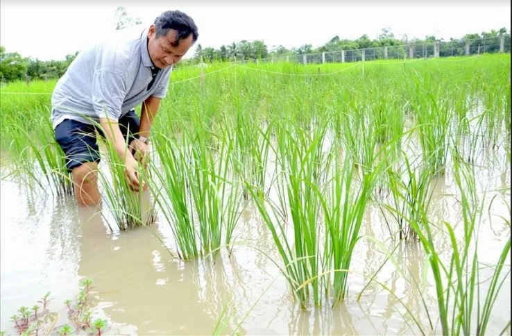 Chú Tư Việt - Nhà khoa học của nhà nông - thăm cánh đồng lúa